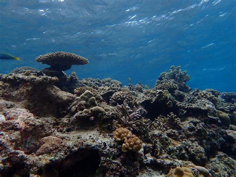 Coral Reefs Oist Groups