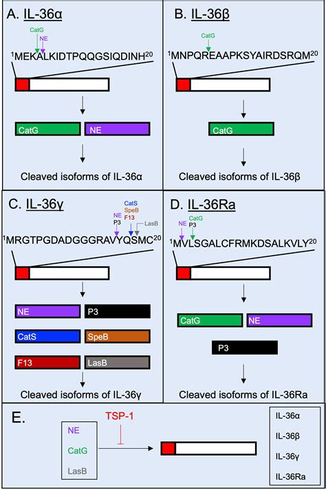 Frontiers Interleukin 36 Cytokines In Infectious And Non Infectious Lung Diseases