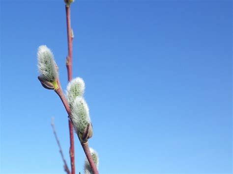 Free Pussy Willow Nature Images Pixabay