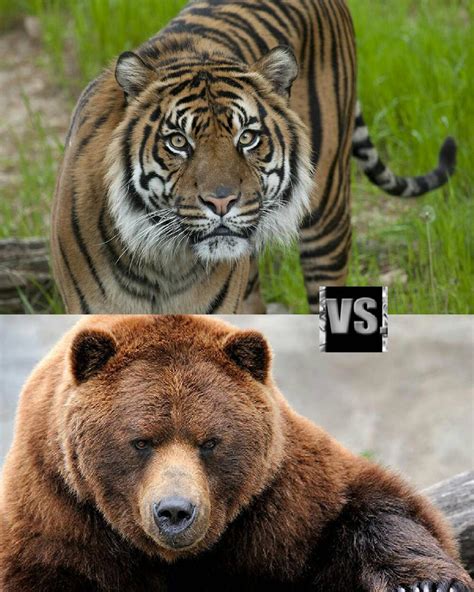 Tiger vs Grizzly Bear by 8410 on DeviantArt