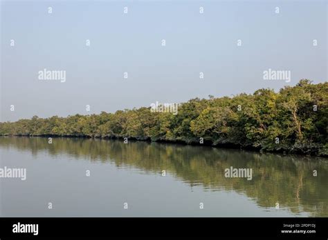 Sundarbans Est La Plus Grande Forêt De Mangroves Au Monde Cette Photo