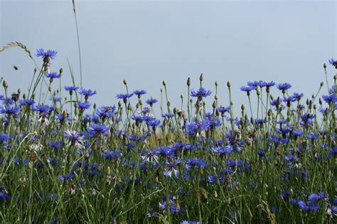 Kornblumen Wildpflanze Blumenwiese Kostenloses Foto Auf Pixabay Pixabay