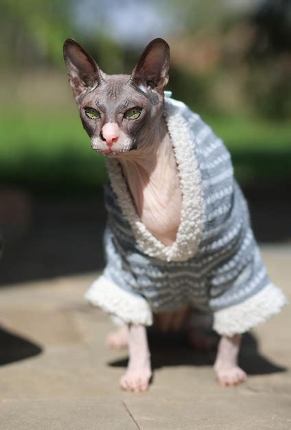 Premium Photo A Beautiful Cat Of The Don Sphinx Breed In Clothes