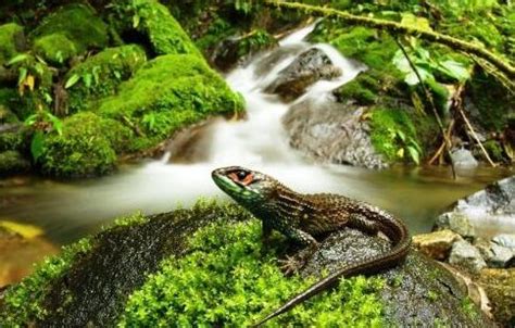 Hallan Nueva Especie De Lagartija En El Parque Nacional Otishi En Per