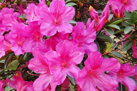 Rododendro Azálea Azaleastrum Candidastrum Hymenanthes Mumeazalea