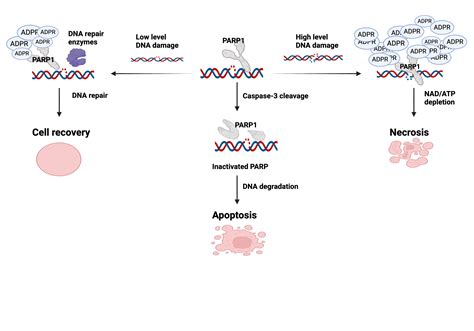 Role Of Parp1 In Dna Damage Repair Biorender Science Templates