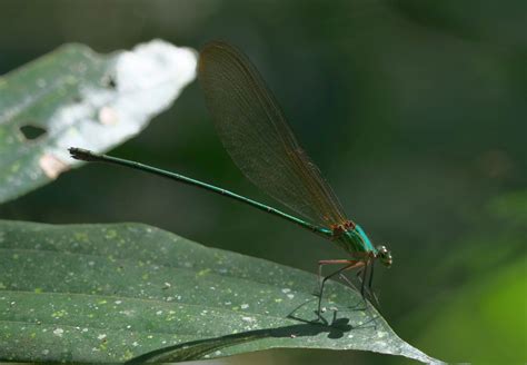 Vestalis Gracilis From Hin Tung Mueang Nakhon Nayok District Nakhon