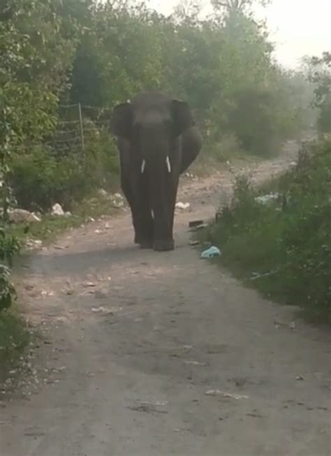 जब सुबह सुबह आबादी क्षेत्र में घुसा हाथी लोगों की सांसे अटक गई मोनाल