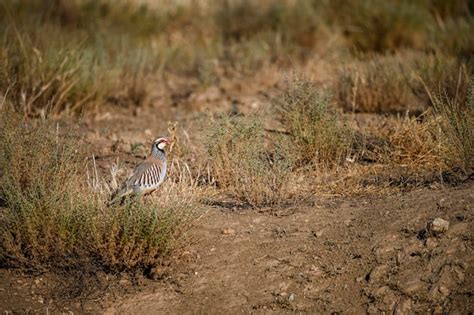 Perdiz Roja O Alectoris Rufa Ave Galliforme De La Familia Phasianidae