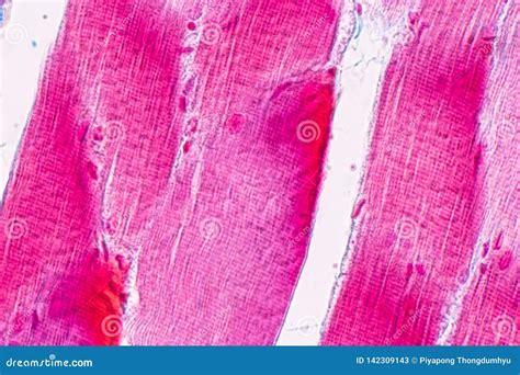 Skeletal Muscle Tissue Microscope Skeletal Muscle Tissue Histology