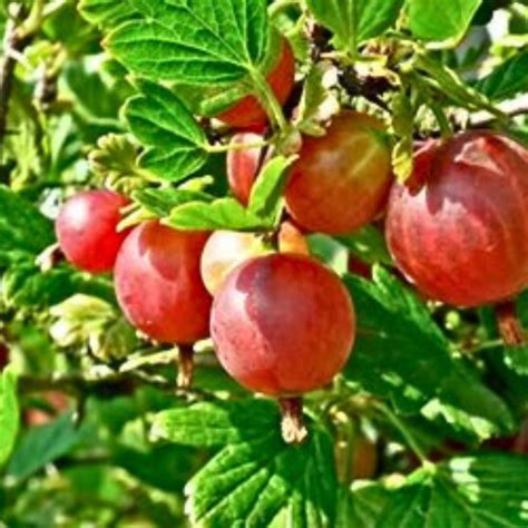 English Gooseberry Pixwell Just Berry Plants