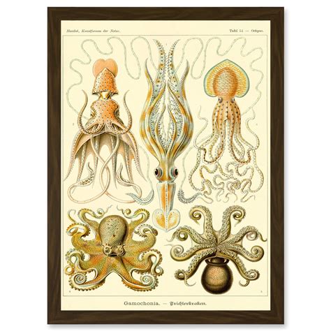 Nature Ernst Haeckel Octopus Biology Sea Underwater A4 Artwork Framed