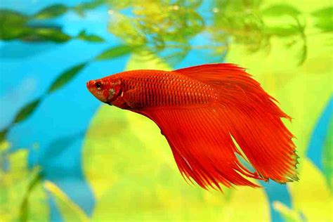 How To Cure Popeye In Betta Fish Causes Treatment And Prevention