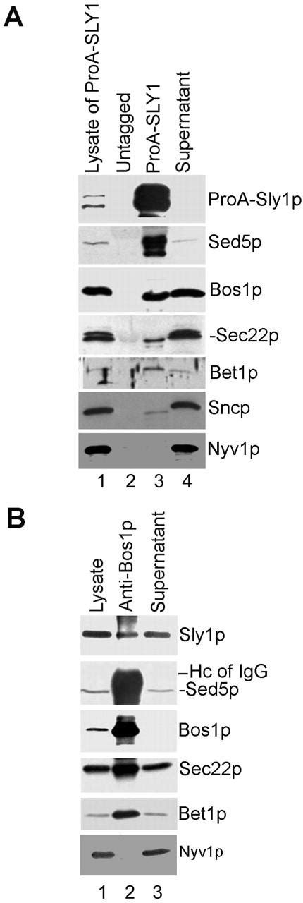 Sly1p Is A Component Of The Core SNARE Fusion Complex In Vivo A