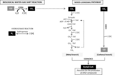 Schematic Representation Of Wood Ljungdahl Pathway Codh Carbon