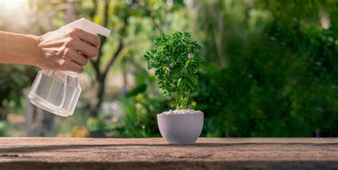 Descubre C Mo Usar El Vinagre Para Cuidar Tus Plantas Canal C