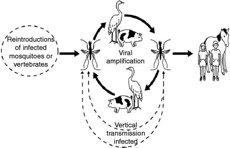 Transmission cycle of the Japanese encephalitis virus. | Download Scientific Diagram