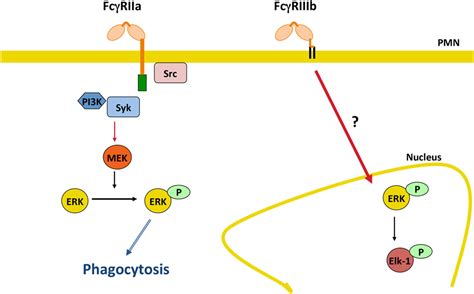 Frontiers Fcγ Receptor Heterogeneity In Leukocyte Functional Responses