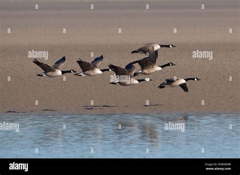 Gaggle Of Geese Flying Clipart