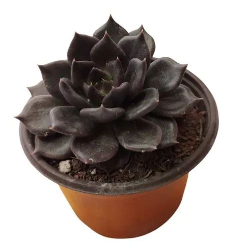 Echeveria Black Prince Suculenta Negra Mercadolibre