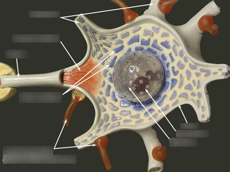 Neuron Image 2 Diagram Quizlet