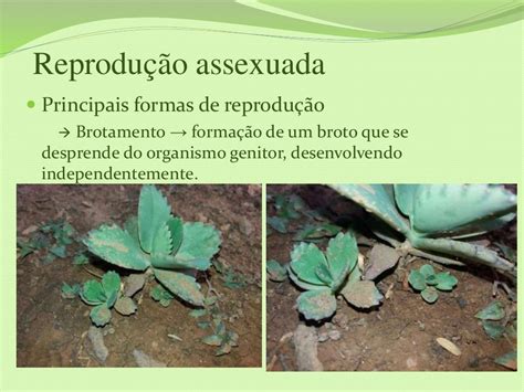 Reprodução Sexuada E Assexuada