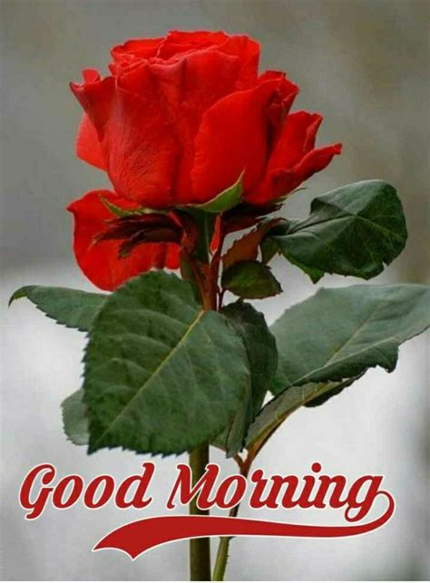 Pin By 🦋 Manik 🦋 On Good Morning Good Morning Flowers Rose Flowers Good Night Flowers