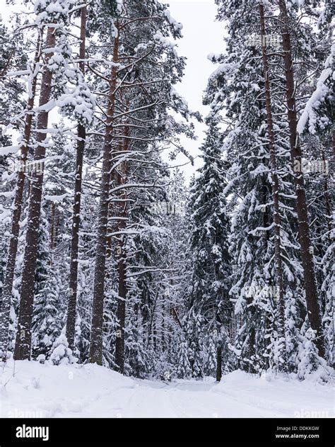 Russian Winter Forest Road In Snow Stock Photo Alamy