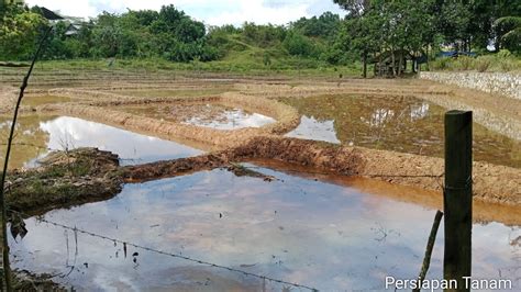 Melihat Proses Pembuatan Petak Sawah Youtube