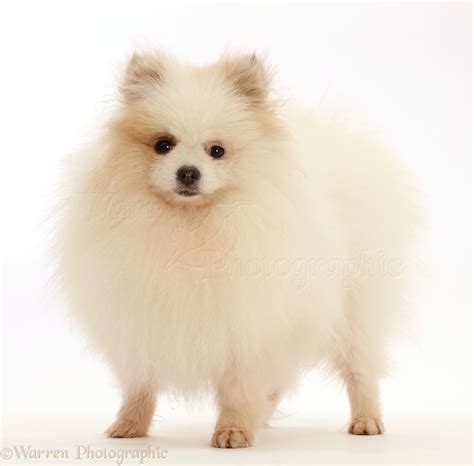 Dog White Pomeranian Standing Photo Wp45947