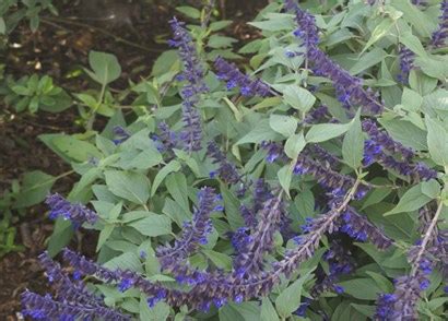Salvia ‘Anthony Parker’ – Melvilles Roses