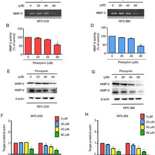 Pinosylvin Inhibits Migration And Invasion In Npc Cells Transwell