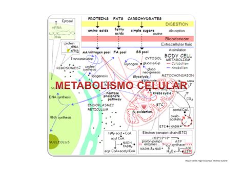 Presentaci N Resumen Tema Caracter Sticas Comunes De Las Reacciones