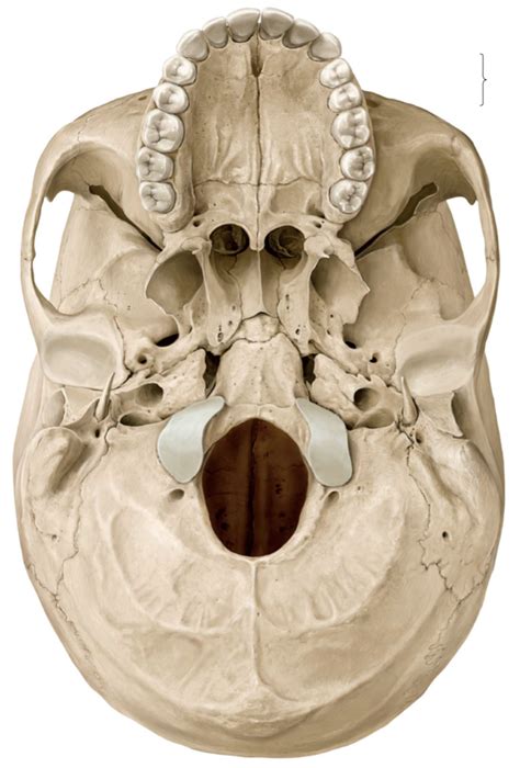 Hk Inferior View Of Cranial Base Diagram Quizlet