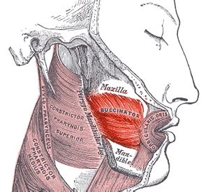 Buccinator Muscle | Function, Origin & Insertion - Lesson | Study.com