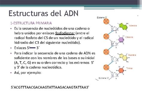 Cidos Nucleicos Caractersticas Generales De Los Cidos Nucleicos