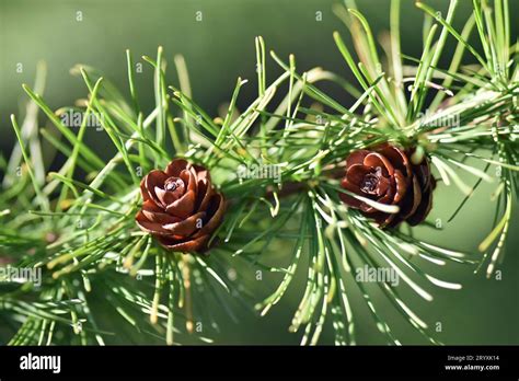 Tamarack Pine Hi Res Stock Photography And Images Alamy