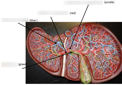 Liver Diagram Quizlet