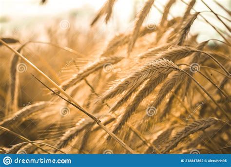 Orejas Maduras De Trigo Dorado Cerca Campo De Trigo Concepto De