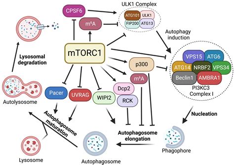 Figure 2 From The Importance Of MTORC1 Autophagy Axis For Skeletal