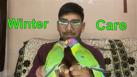 How To Care Parrot In Winter Plum Headed Parakeet Winter Care Bird