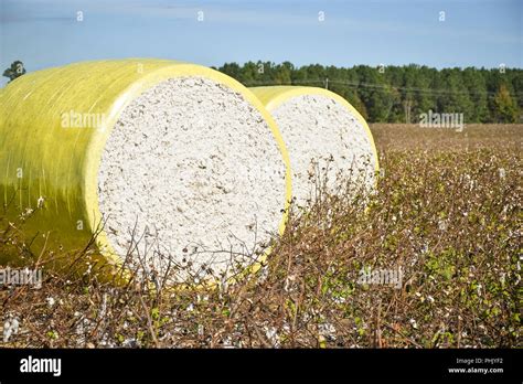 Close Up Round Bales Of Harvested Cotton Wrapped In Yellow Plastic