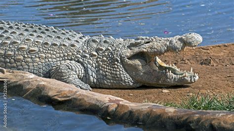 Nile crocodile Stock Photo | Adobe Stock