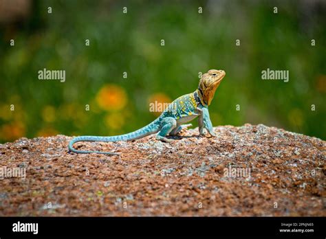 Eastern Collared Lizard Or Mountain Boomer With Colorful Skin Sits On A