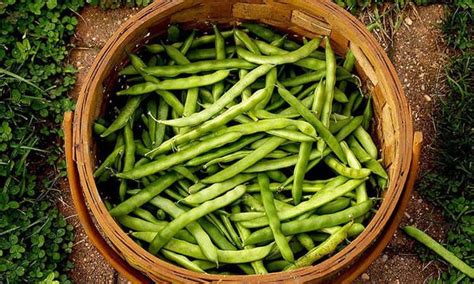 Heirloom Organic Willow Leaf Butter Pole Lima Bean Seeds Theseedvault