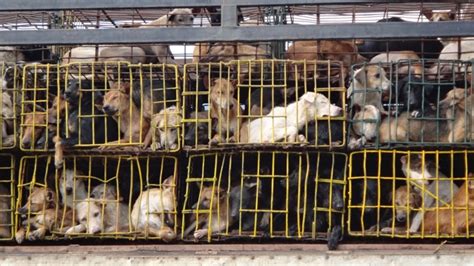 Mujer robaba perros los mataba y tenía en su refrigerador