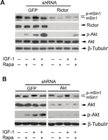 Rapamycin Inhibits Phosphorylation Of Msin Independently Of Mtorc