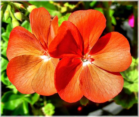 Images Gratuites la nature feuille fleur pétale rouge botanique