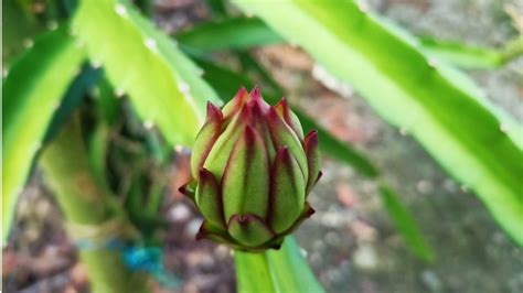 Como Fazer Muda De Pitaya Perfeito Segredo Do Passo A Passo Completo