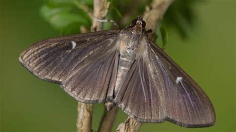 Agriculture Officials Confirm Finding Of Box Tree Moths In Western New York